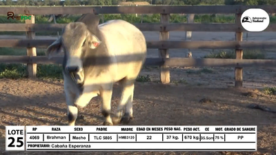 Lote Toros Brahman, Loma Plata