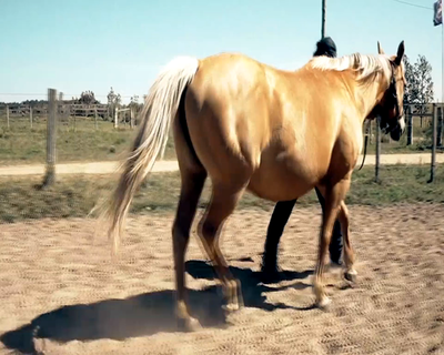 Lote CAPTUS PEPPY