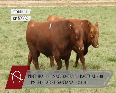 Lote TOROS ANGUS PURO CONTROLADO "LA BARRANCOSA"