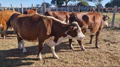 Lote 13 Vaquillonas Vacas Preñadas Hereford en San Gregorio