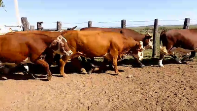 Lote 22 Vacas faena