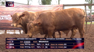 Lote ANTONIO BRUSQUETTI - LOTE 146 - EN VIVO