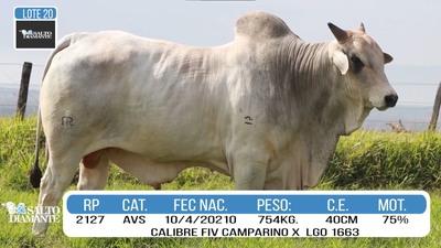 Lote LOTE 20