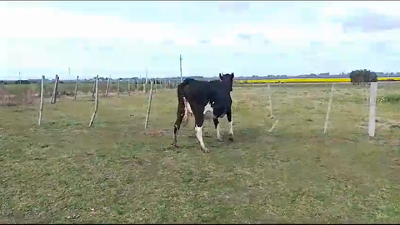 Lote Vaquillonas  Holando 450kg -  en Picada Varela