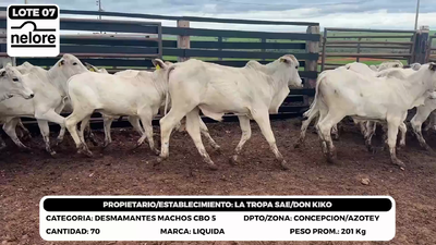 Lote LOTE 7
