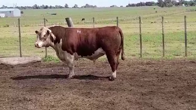 Lote TORO PO