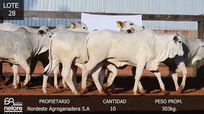 Lote LOTE 28