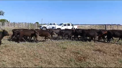 Lote 22 Terneras