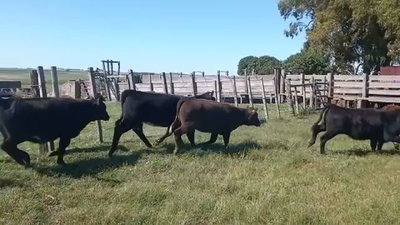 Lote 7 Terneras ANGUS 210kg - , San José