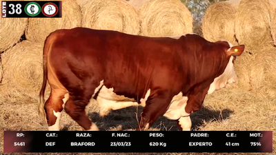 Lote LOTE 38