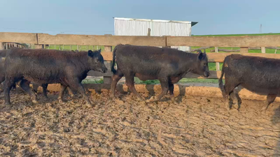 Lote 156 Terneras en Porvenir, Paysandú