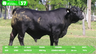 Lote LOTE 37