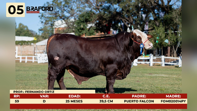 Lote LOTE 5