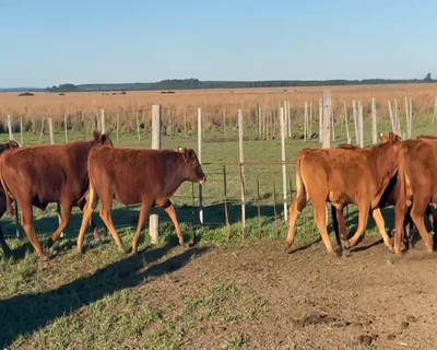 Lote 40 Terneros en Ituzaingó, Corrientes