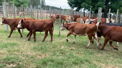 Lote 10 Terneras