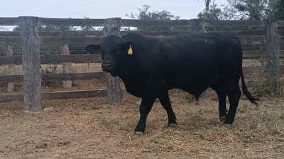 Lote TORO - BRANGUS NEGRO