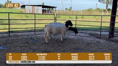 Lote LOTE 42 - DESTACADO
