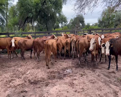 Lote 50 Vacas de invernar en Juan José Castelli, Chaco