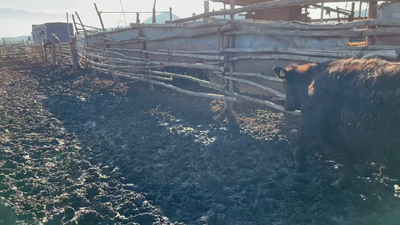 Lote 23 Vaquilla Gorda en Mostazal, VI Región O'Higgins
