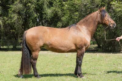 Lote Yubely Virtuosa