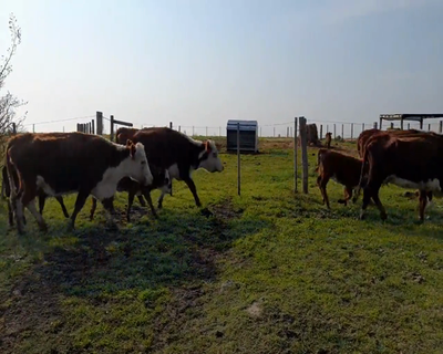 Lote (Vendido)10 Piezas de cría HE 330kg - , Colonia