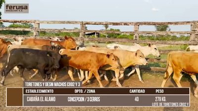 Lote LOTE 9