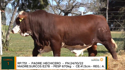 Lote TOROS BRAFORD, Cabaña "SURCOS"