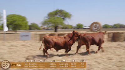 Lote Toro