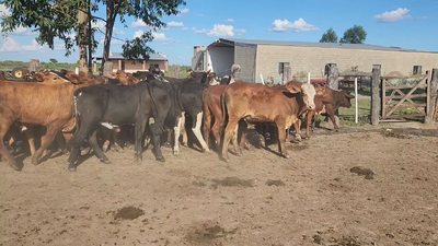 Lote 50 Novillitos en San Luis del Palmar, Corrientes