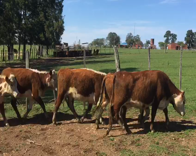Lote 10 vaquillonas DL prontas para entorar