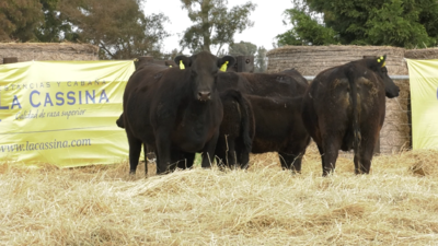 Lote VAQUILLONAS ANGUS PURO CONTROLADAS CON CRIA AL PIE