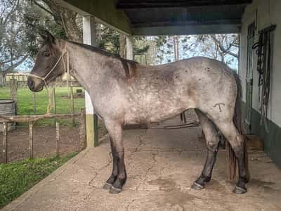 Lote MUSURANA LA CONSTANCIA