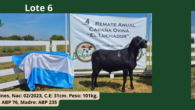 Lote PP