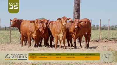 Lote LOTE 35