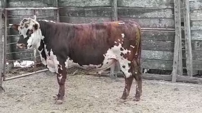 Lote TORO PI