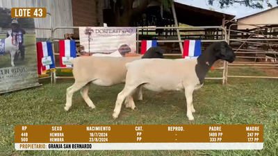 Lote LOTE 43 - DESTACADO