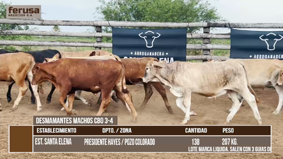 Lote LOTE 5