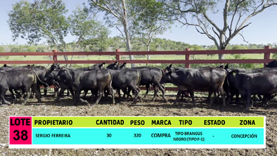 Lote LOTE 38 - 30 VAQUILLAS CBO 1