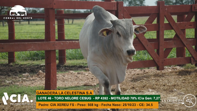 Lote 
