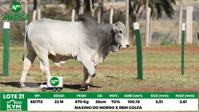 Lote Lote 21