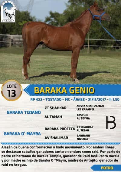 Lote BARAKA GENIO
