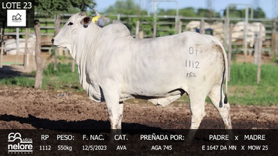 Lote LOTE 23
