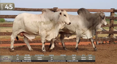 Lote LOTE 45