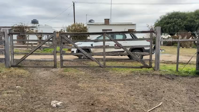 Lote TERNERAS