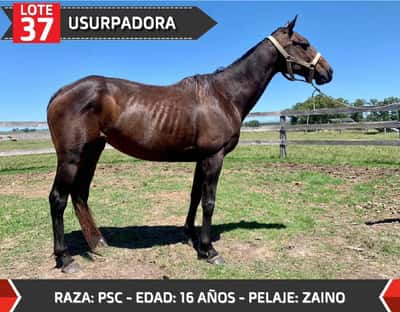 Lote USURPADORA