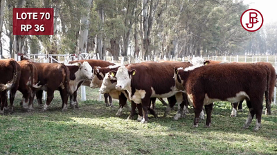 Lote Vaquillonas PR Polled Hereford Preñadas Parición Otoño