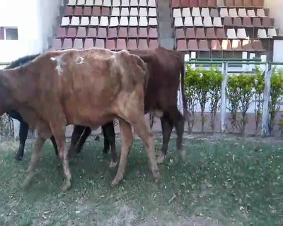 Lote 18 Vacas  en Esquina, Corrientes