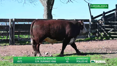 Lote TOROS POLLED HEREFORD