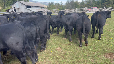 Lote 45 Ternero en Coyhaique, XI región Aysén