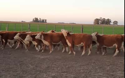 Lote El Hornero de Beti Aurrera S.A. Terneras PR - Destete otoño 2022